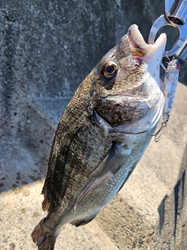 FakieDog さんの 2025年07月30日のチヌの釣り・釣果情報(山口県