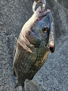 チヌの釣果