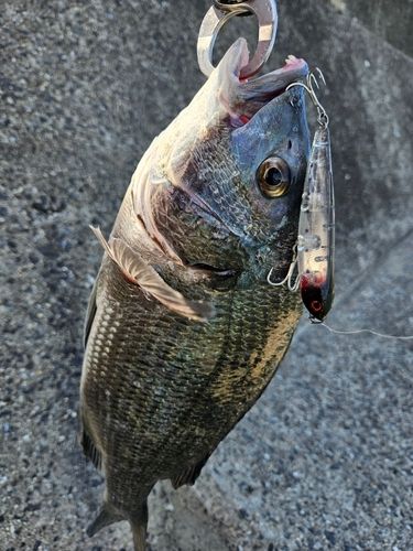 チヌの釣果