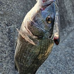 チヌ