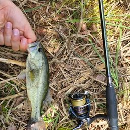 ラージマウスバス