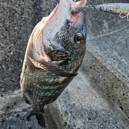 チヌ