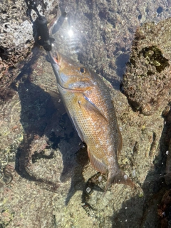 ハマフエフキの釣果
