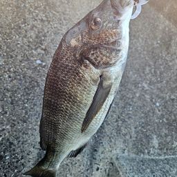 チヌ