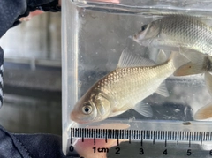 フナの釣果