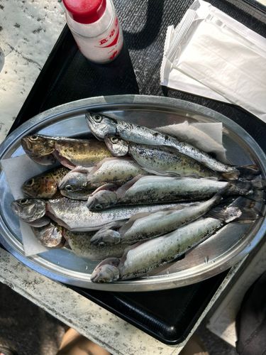 ニジマスの釣果