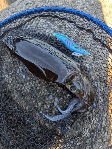 イカの釣果