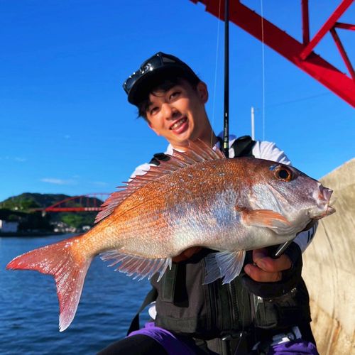 マダイの釣果