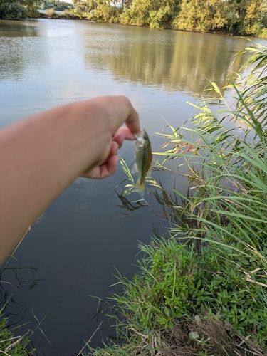 ブルーギルの釣果