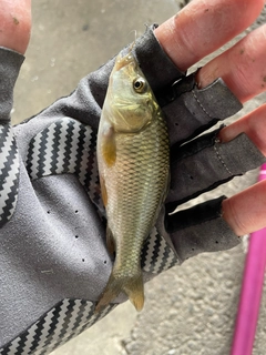 コイの釣果