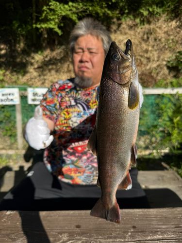 ヤマメの釣果