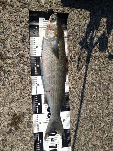 ボラの釣果