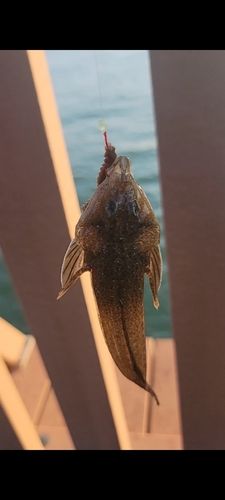 メゴチの釣果