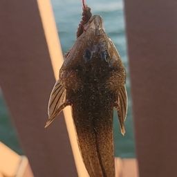 メゴチ
