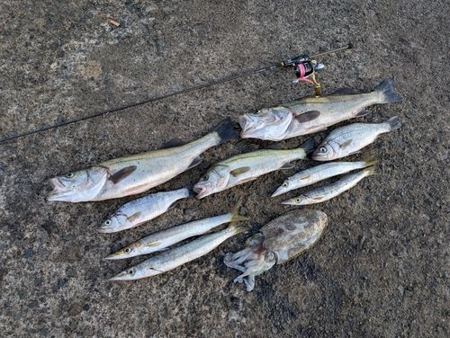 シーバスの釣果