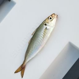 アジ
