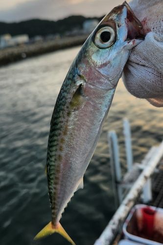 サバの釣果