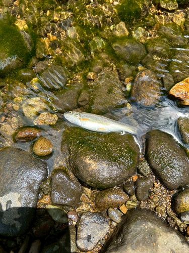 ウグイの釣果