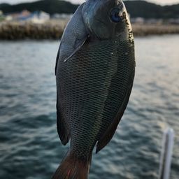 グレ