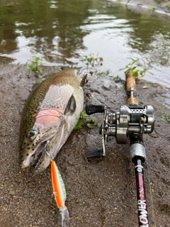 ニジマスの釣果