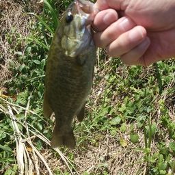 スモールマウスバス