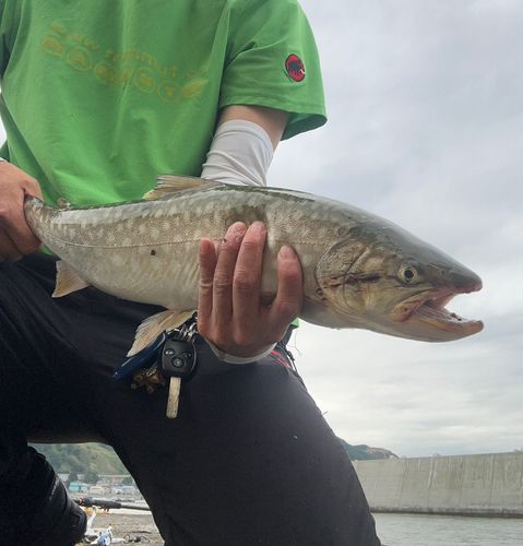 アメマスの釣果