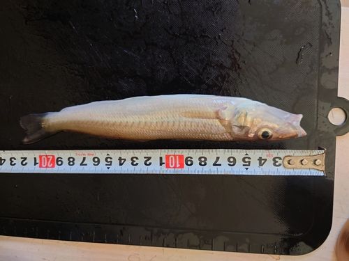 キスの釣果