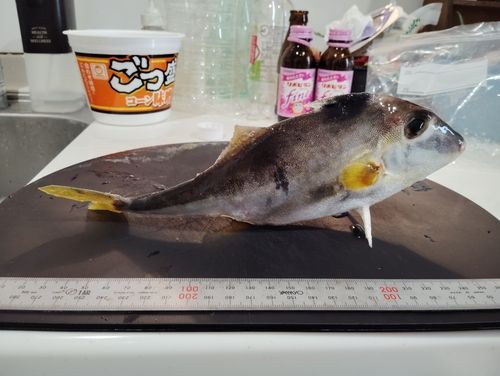 ギマの釣果