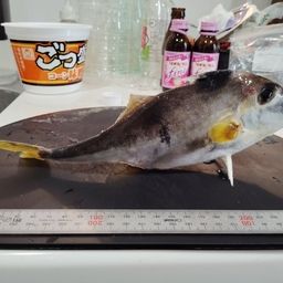 ギマ