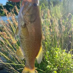 スモールマウスバス