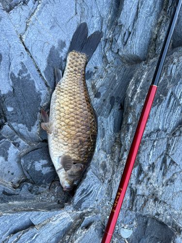 フナの釣果