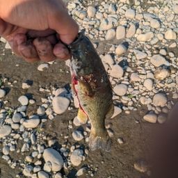 スモールマウスバス