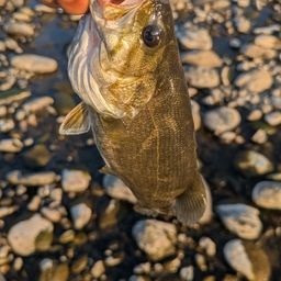 スモールマウスバス