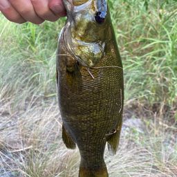 スモールマウスバス