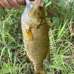 スモールマウスバス