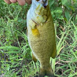 スモールマウスバス