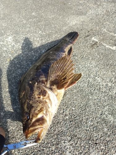 ベッコウゾイの釣果