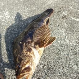 ベッコウゾイ