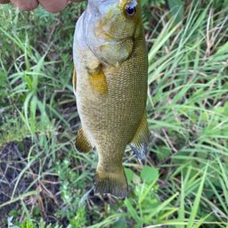 スモールマウスバス