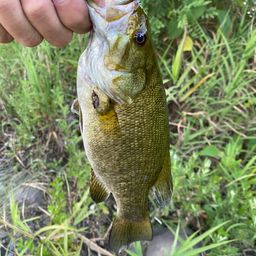 スモールマウスバス