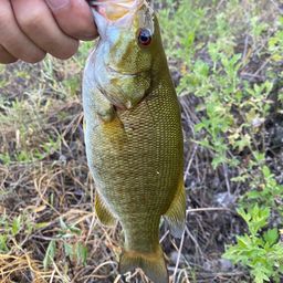 スモールマウスバス