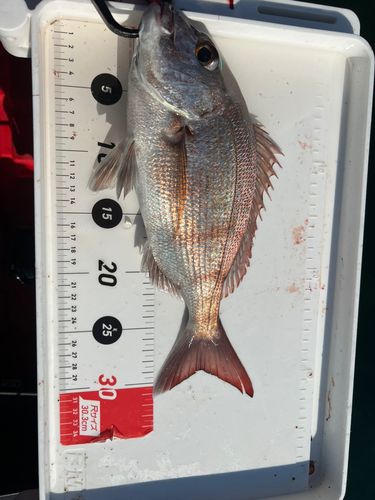タイの釣果