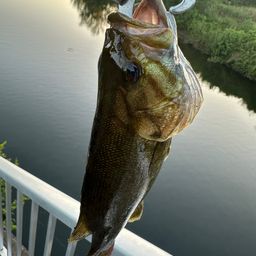 スモールマウスバス