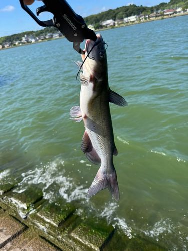アメリカナマズの釣果