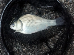 ヘラブナの釣果