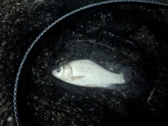 ヘラブナの釣果