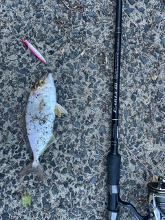 ネリゴの釣果
