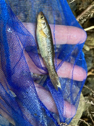 アブラハヤの釣果