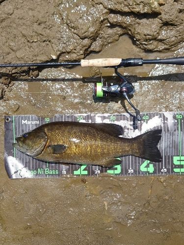 スモールマウスバスの釣果