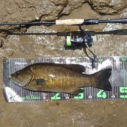 スモールマウスバス